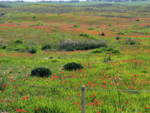 פריחה בבתרונות רוחמה. צילום קובי סופר