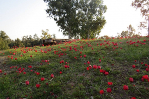 יער רוחמה. צילום שירה בלוך