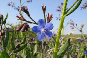 לשון הפר הסמורה. צילום שירה בלוך