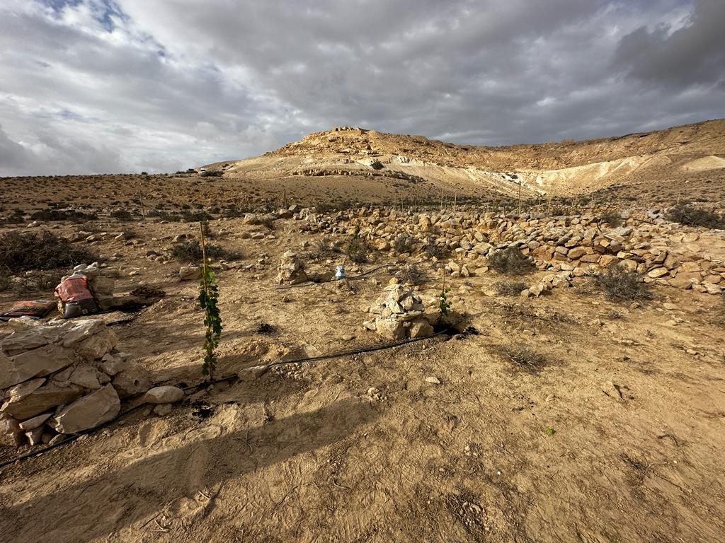 כרם הגפן בעבדת