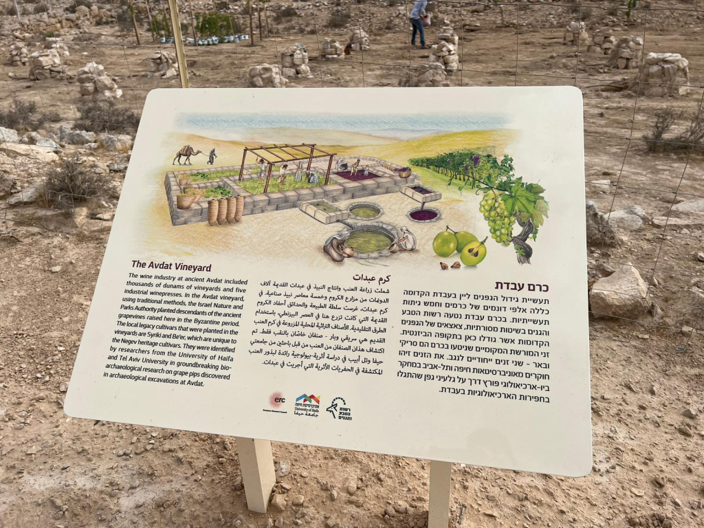 כרם גפן מחקרי המבוסס על זני מורשת ייחודיים לנגב מלפני אלפי שנים ניטע מחדש בגן לאומי עבדת