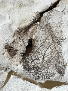 ניקוי הסדקים והסרת מניפת שורשים שהתבססה בתוך הסדקים ומאיימת על יציבות קרום הסלע ניקוי הסדקים והסרת מניפת שורשים שהתבססה בתוך הסדקים ומאיימת על יציבות קרום הסלע