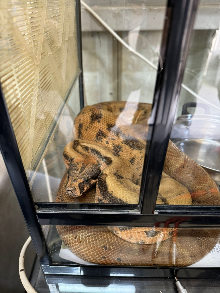 הנחשים שנתפסו, דוברות המשטרה