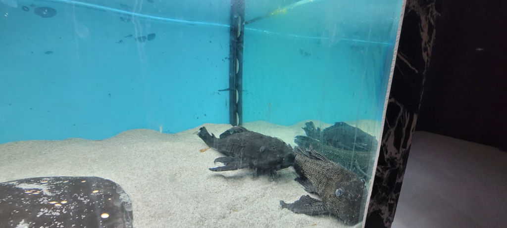 נתפסו ערכי טבע ימיים מוגנים. צילום רשות הטבע והגנים 